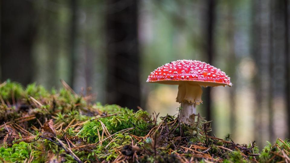 Ein Fliegenpilz wächst auf moosigem Waldboden.