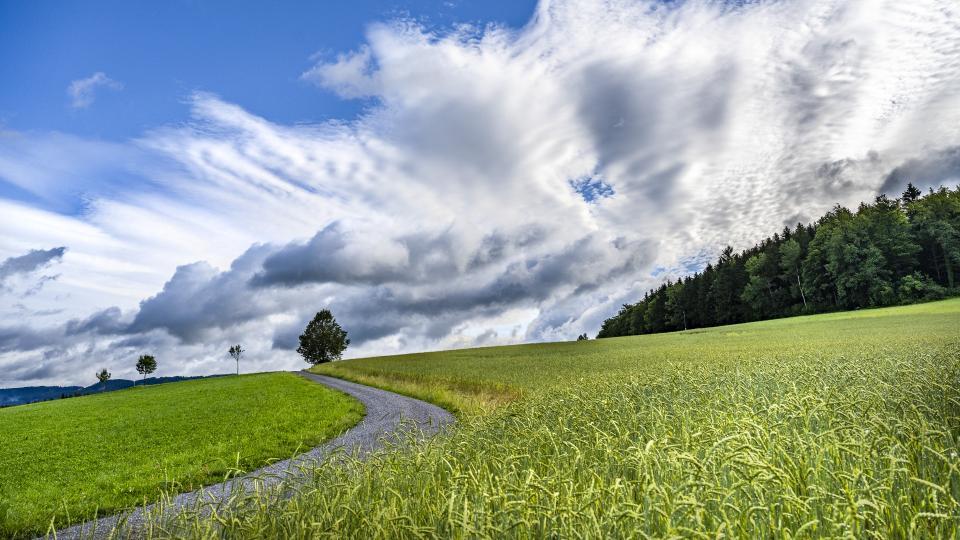 Ein Feldweg führt durch grüne Wiesen.