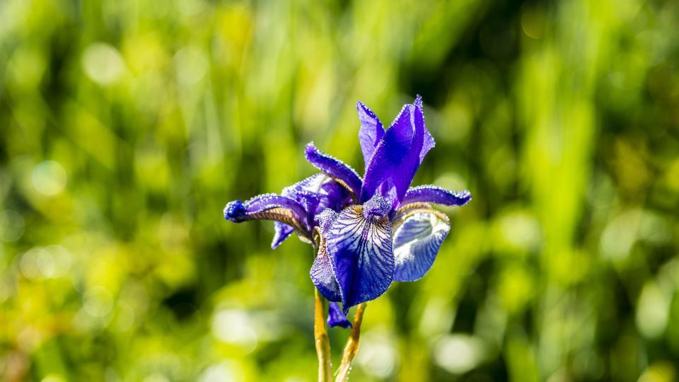 Eine violette Lilie wächst auf grünem Gras beim Reussspitz.