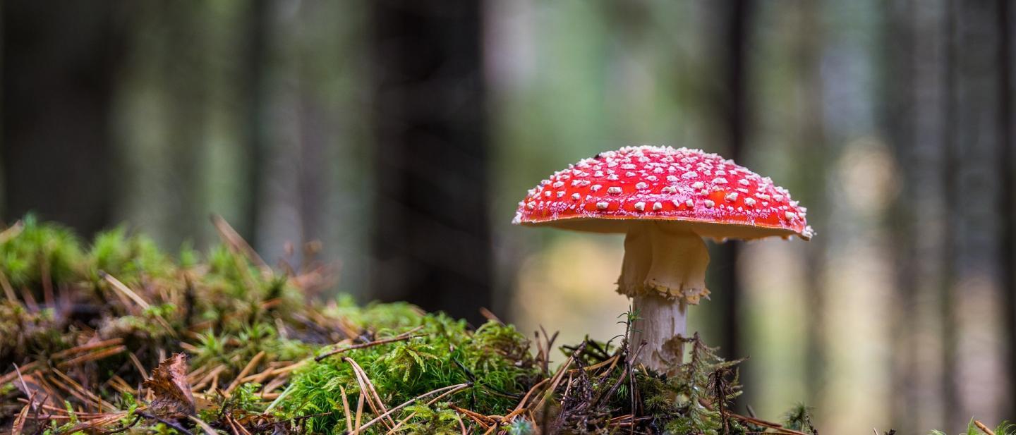 Ein Fliegenpilz wächst auf moosigem Waldboden.